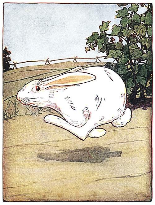 Running rabbit